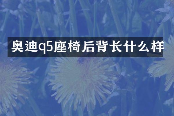 奥迪q5座椅后背长什么样