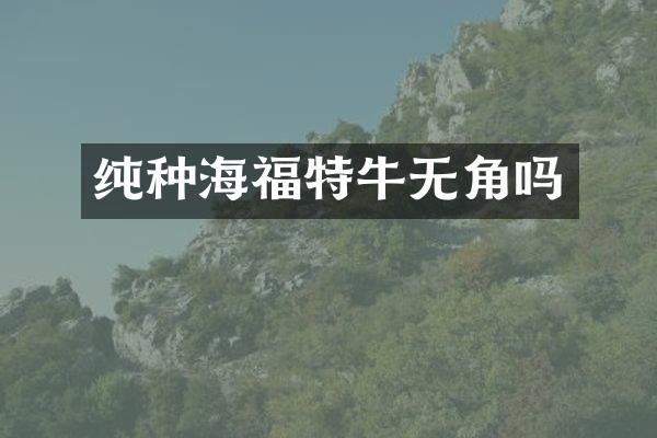 纯种海福特牛无角吗