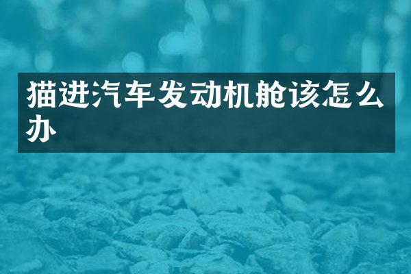 猫进汽车发动机舱该怎么办