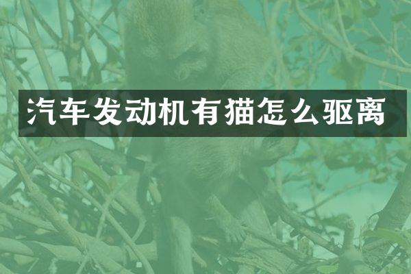 汽车发动机有猫怎么驱离