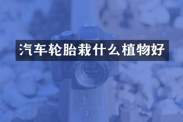 汽车轮胎栽什么植物好