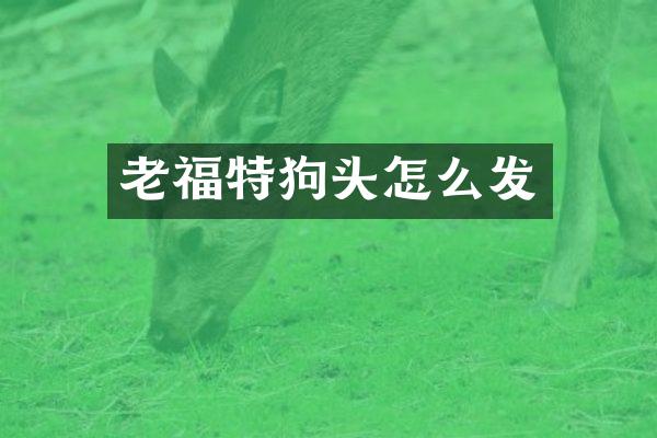 老福特狗头怎么发