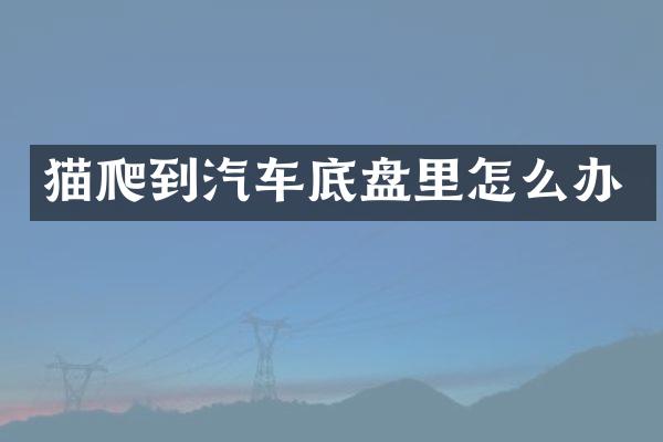 猫爬到汽车底盘里怎么办