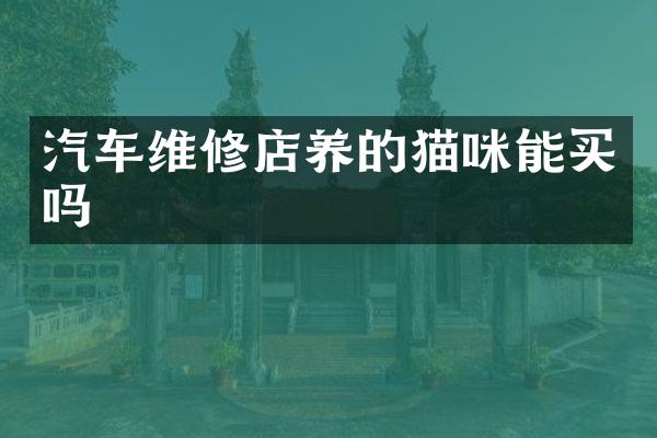 汽车维修店养的猫咪能买吗