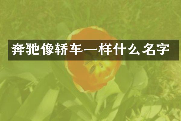 奔驰像轿车一样什么名字