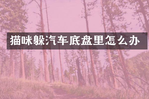 猫咪躲汽车底盘里怎么办