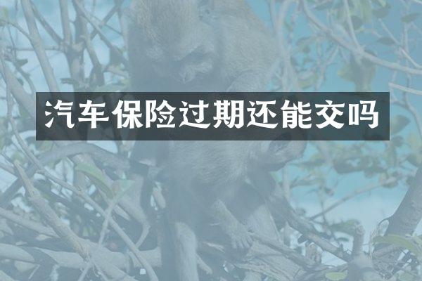 汽车保险过期还能交吗