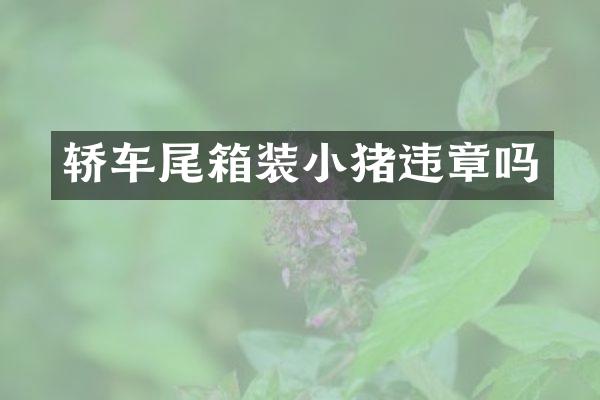 轿车尾箱装小猪违章吗