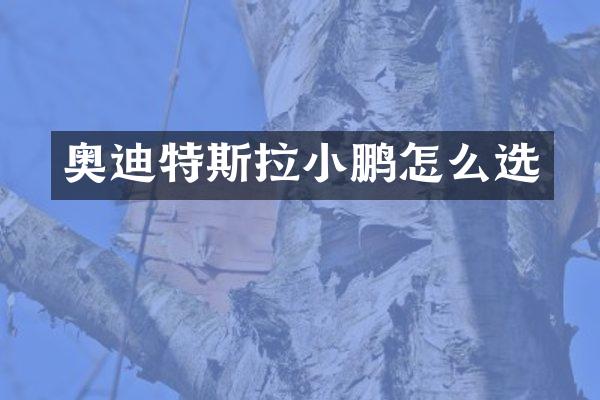奥迪特斯拉小鹏怎么选