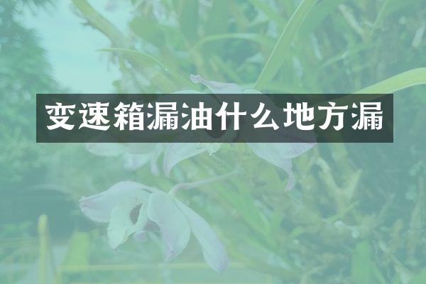 变速箱漏油什么地方漏