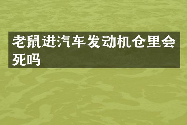 老鼠进汽车发动机仓里会死吗