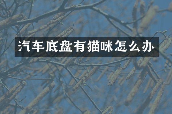汽车底盘有猫咪怎么办
