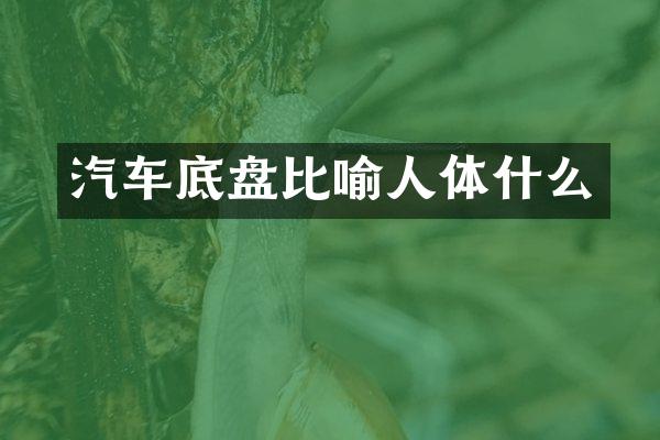 汽车底盘比喻人体什么