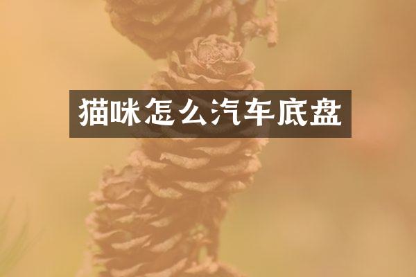 猫咪怎么汽车底盘