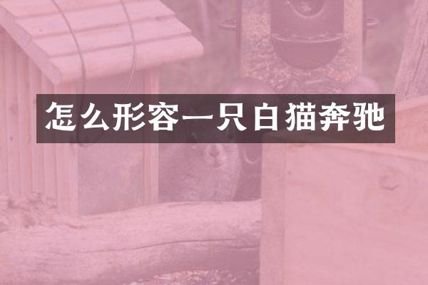 怎么形容一只白猫奔驰