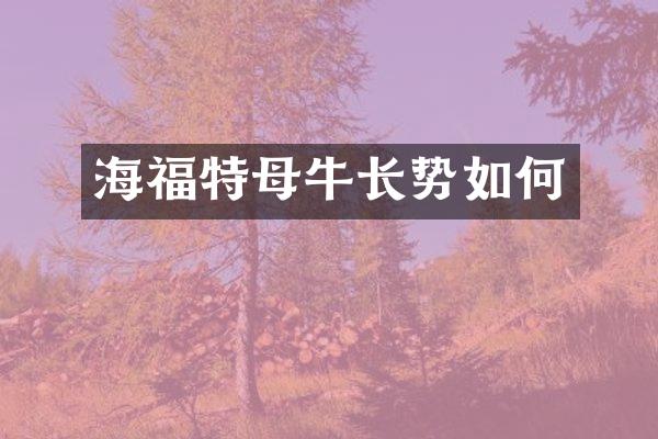 海福特母牛长势如何