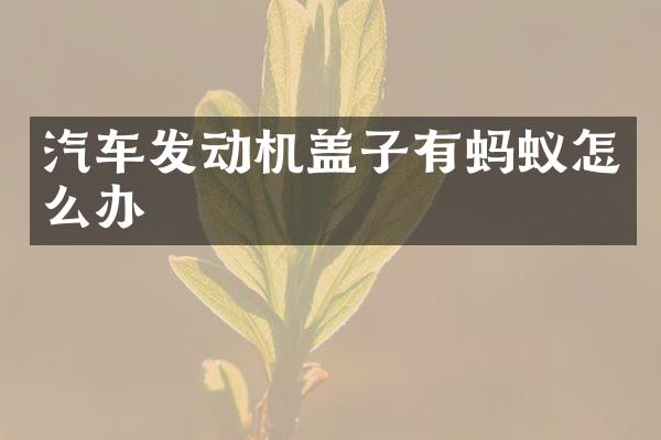 汽车发动机盖子有蚂蚁怎么办