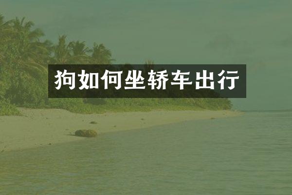 狗如何坐轿车出行