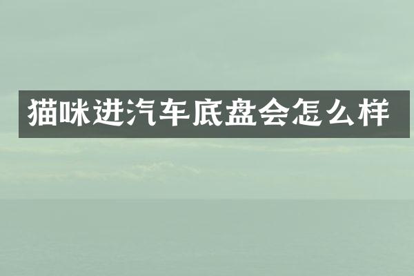 猫咪进汽车底盘会怎么样