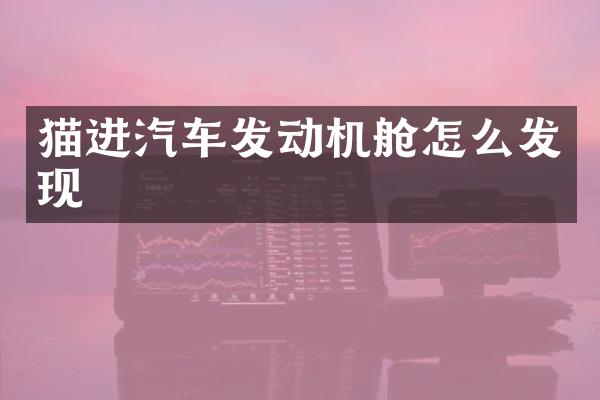 猫进汽车发动机舱怎么发现