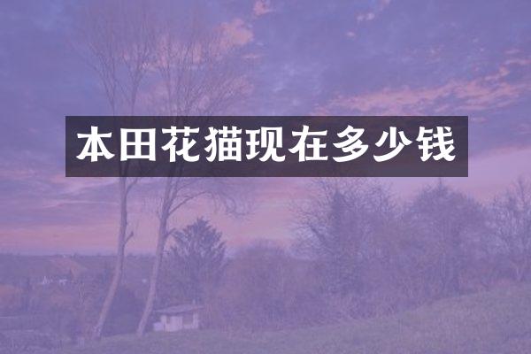 本田花猫现在多少钱