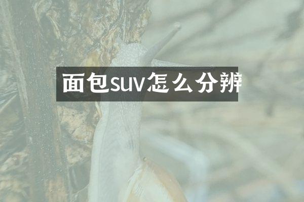 面包suv怎么分辨