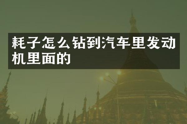 耗子怎么钻到汽车里发动机里面的