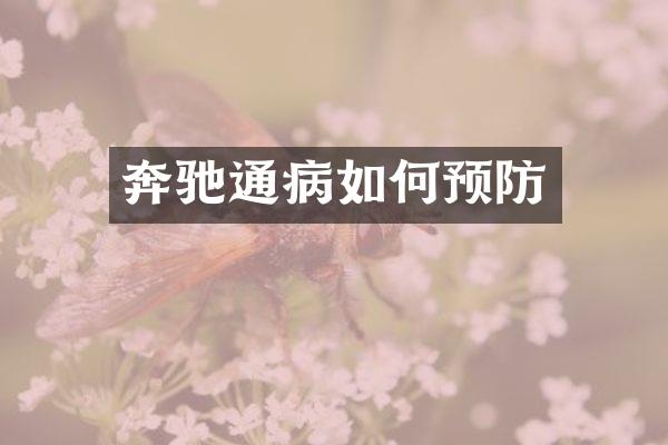 奔驰通病如何预防