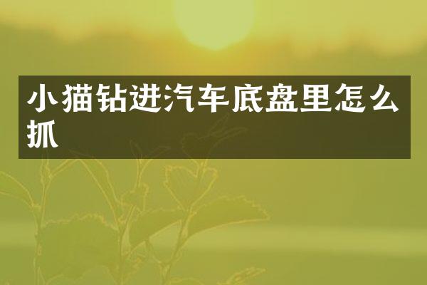 小猫钻进汽车底盘里怎么抓