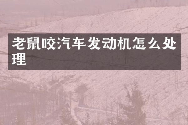 老鼠咬汽车发动机怎么处理