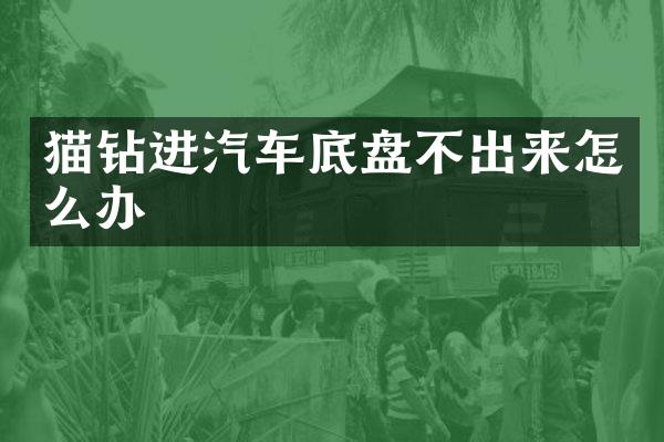 猫钻进汽车底盘不出来怎么办
