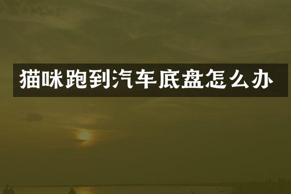 猫咪跑到汽车底盘怎么办