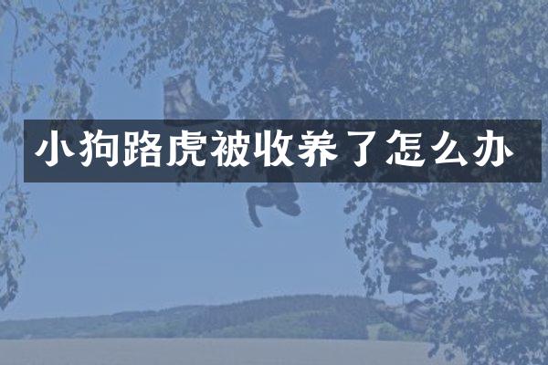 小狗路虎被收养了怎么办