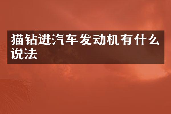 猫钻进汽车发动机有什么说法