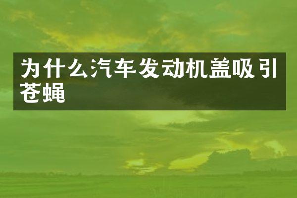 为什么汽车发动机盖吸引苍蝇