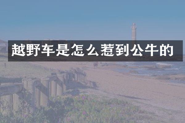 越野车是怎么惹到公牛的