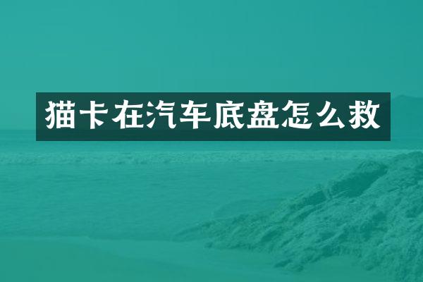 猫卡在汽车底盘怎么救